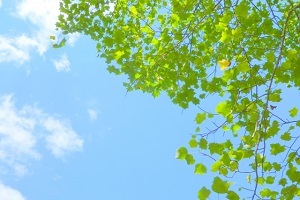 青い空と緑（プラタナス　）無料素材画像