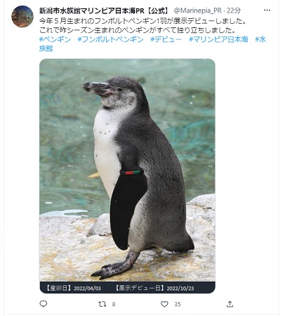 新潟市水族館マリンピア日本海　フンボルトペンギン1羽が展示デビュー　新潟県