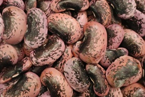 紫花豆など常時9種類の豆を販売　内山商店　新潟県新発田市