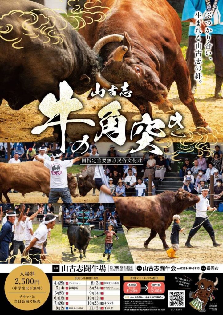 新潟県の闘牛ニュース 山古志 牛の角突き 開催日程 長岡市