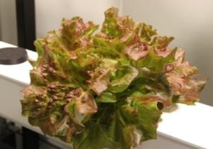 「アグリウム」植物工場ツアー ~レタス収穫付き~ 新潟県立自然科学館