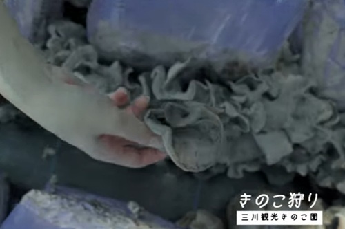 三川観光きのこ園で秋の味覚を満喫!きのこ狩りができる!