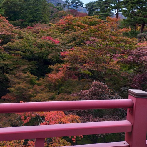 弥彦の秋を満喫する二大イベント「菊まつり」「紅葉ライトアップ」（2025年11月）