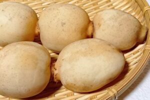 【長岡の冬】お正月目前!縁起物「大口れんこん」が収穫の最盛期!新潟