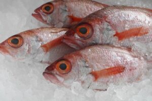 世界初、ノドグロの完全養殖に成功。高級魚の価値と食卓の未来を考える