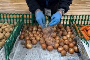 【今週末は野菜詰め放題】開催！新潟市西区「いっぺこ～と」3月21日（土）・22日（日）