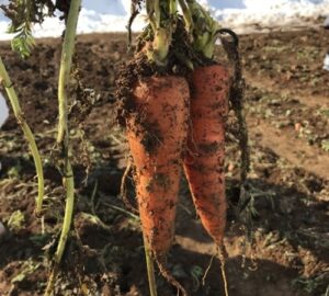 【阿賀町】雪下にんじん出荷ピークらしい！食べたい人は急げ～！