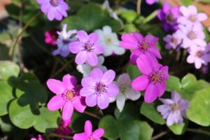 【五泉市】春を呼ぶ妖精「村松雪割草まつり」4月5日まで開催中