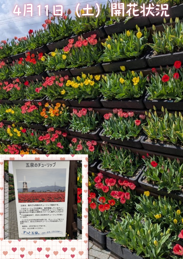 【五泉市】高さ2.4m、長さ30mのチューリップ回廊「ルデフル」で春を満喫しよう！
