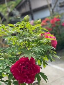 【佐渡】GW後半のお出かけに！「ボタン寺」長谷寺の1,000株が息をのむ美しさ