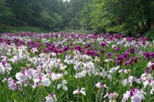 【新発田市】しばたあやめまつり開催中！五十公野公園で見頃を迎える60万本のアヤメと夜のライトアップを紹介