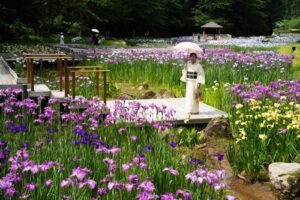 【三条市】約2万株の花菖蒲と幻想的なホタルが共演！しらさぎ森林公園で「花菖蒲まつり2026」が開催中！