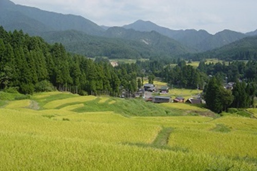 北五百川の棚田が400年の歴史に幕。新潟の絶景がまた一つ消えます