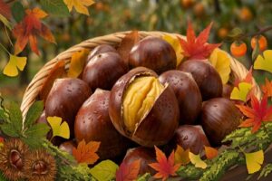 加茂の栗が今まさに収穫ピークらしい！