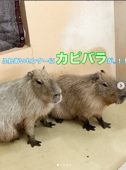 【新潟市動物ふれあいセンター】2026年9月20日からカピバラ2匹の一般公開がスタート！9月30日まで名前も募集中
