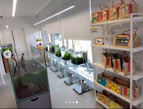 【新発田市】和の情緒ただようメダカ専門店「エンジョイ」で出逢う美しいメダカの世界