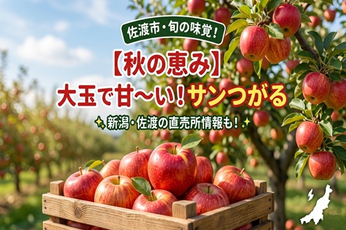 【佐渡市】早生りんご「サンつがる」が収穫最盛期！直売所情報や通販情報【2026年9月16日】