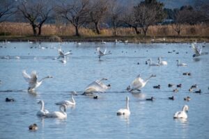 【阿賀野市】ハクチョウが瓢湖に飛来！三代目「白鳥おじさん」も活動開始