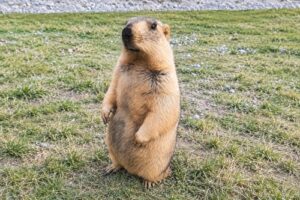 マーモットは新潟で見られる？会える場所どこ？
